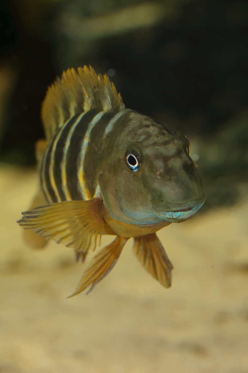 Eretmodus marksmithi 'Cape Tembwe'